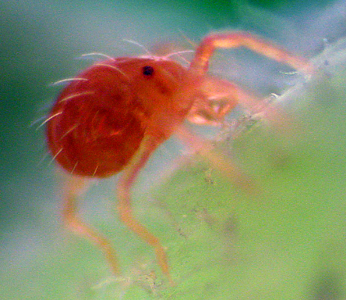Anystis: Adult is a small, red mite that moves rapidly along foliage.