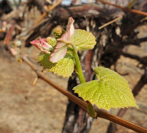 Concord grape in bloom.