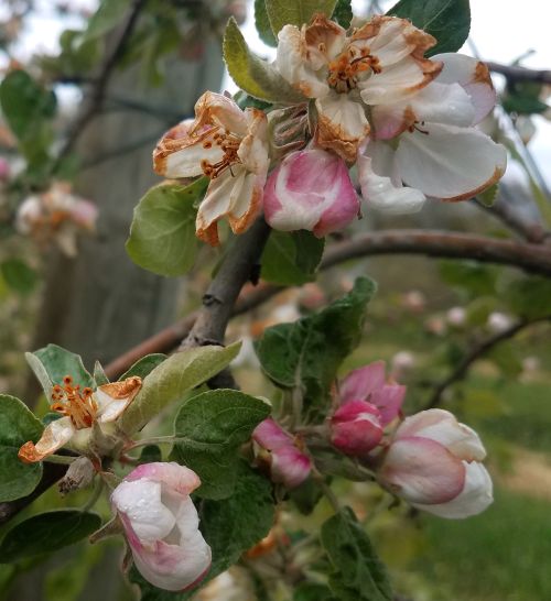 Apple blossoms