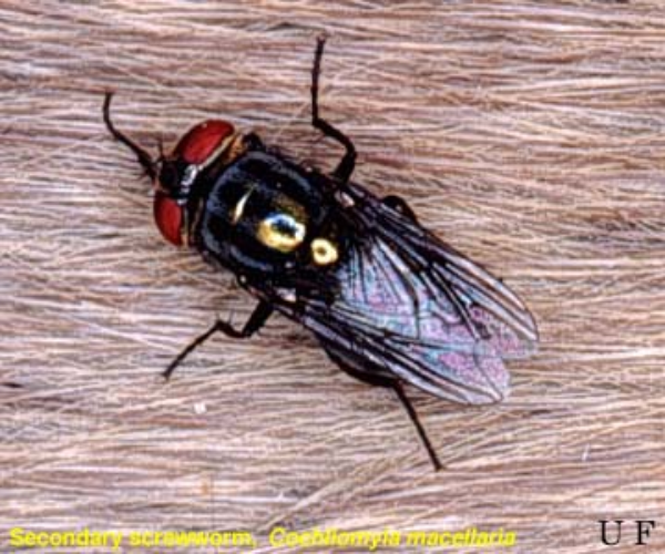 Callophorid fly
