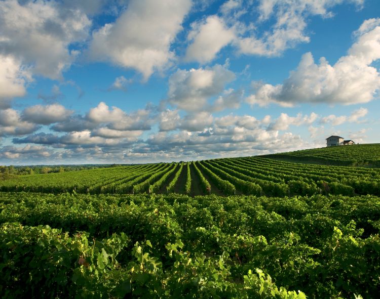 Vineyards at Karma Vista in Coloma, Michigan. Photo by Joe Herman.