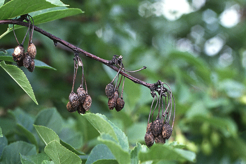  Rotted fruits shrink into wrinkled mummies. 