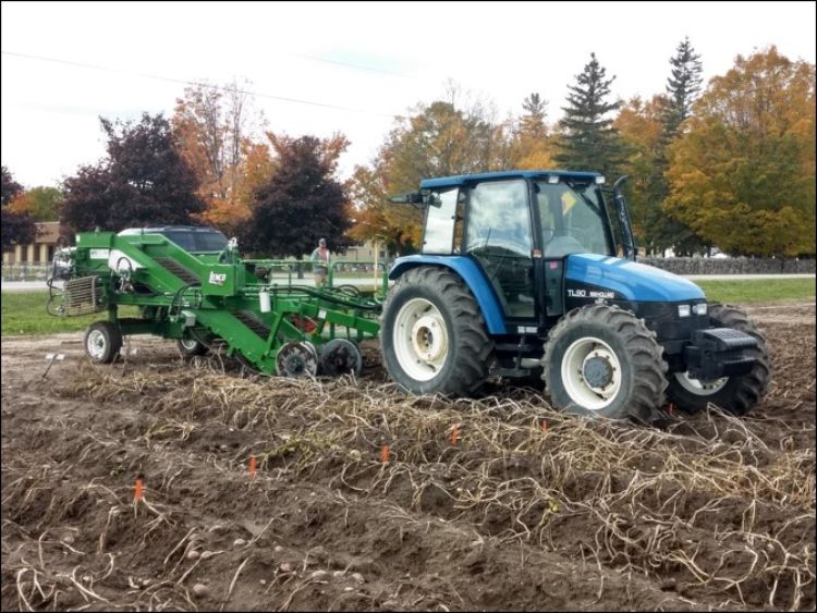 Potatoes being harvested