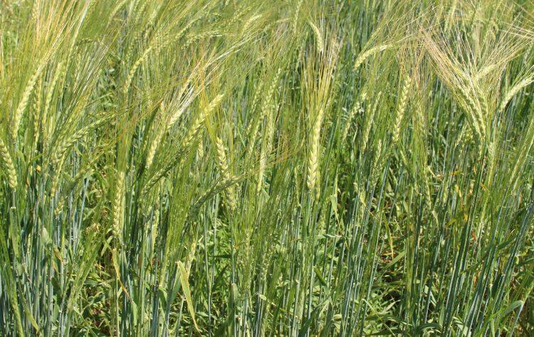 Spartan barley, bred over 100 years ago by the Michigan Agricultural Experiment Station, is now available through the Michigan Crop Improvement Association in very limited quantities. | Photo by Ashley McFarland, MSU Extension