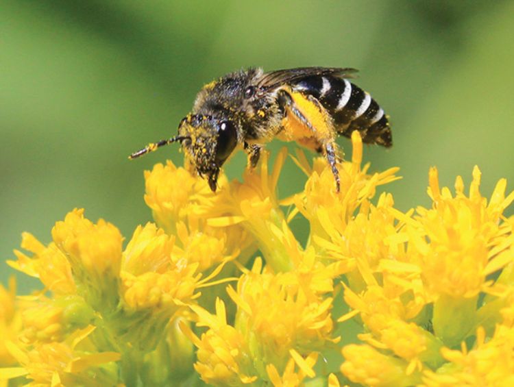 Cellophane bee