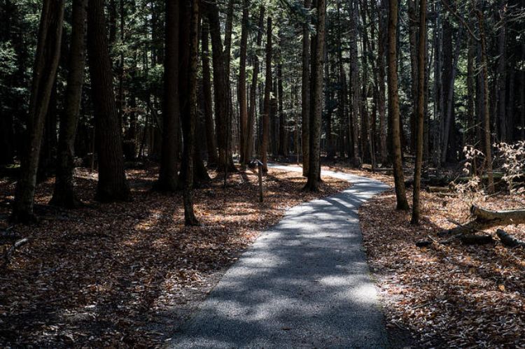 Most of Michigan's forests were cleared at some time during the late 1800s logging boom.