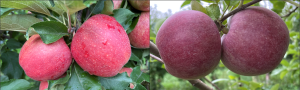 West central apple maturity report – September 2, 2022