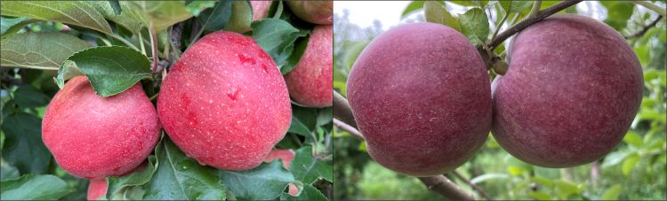 Brookfield Gala and McIntosh apples.