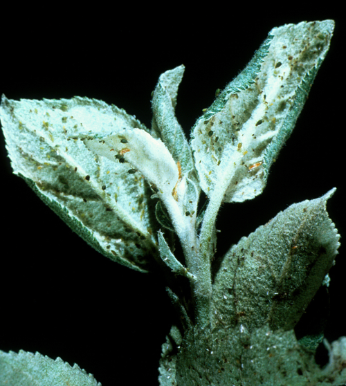  This aphid causes curling of young leaves. 
