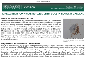 Managing Brown Marmorated Stink Bugs in Homes & Gardens