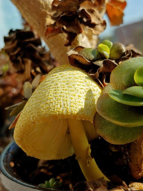 Mushroom in planter.