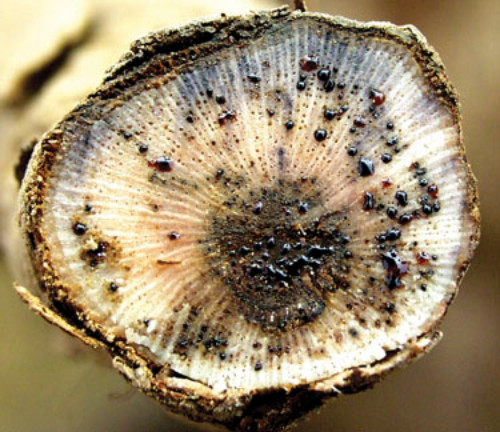  Cross-sections of wood may show black spotting and dark, viscous sap oozing from vascular bundles. 