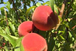 Peaches And The Science Behind Them Msu Extension