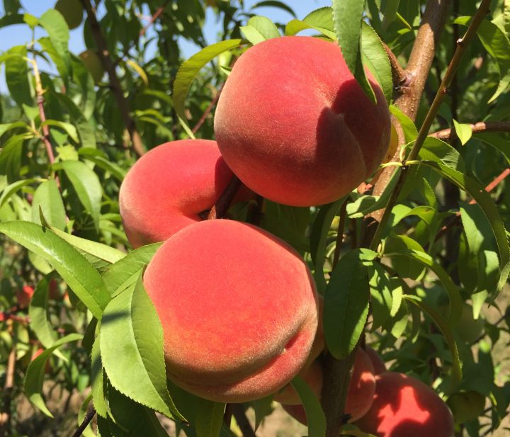 Peaches And The Science Behind Them Msu Extension