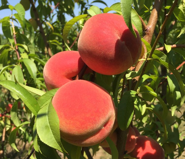 Brightly-colored Michigan peaches are being harvested now. Photo: Bill Shane, MSU Extension.