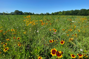 Somewhere for the pollinators to go: A case study of establishing large-scale pollinator habitat