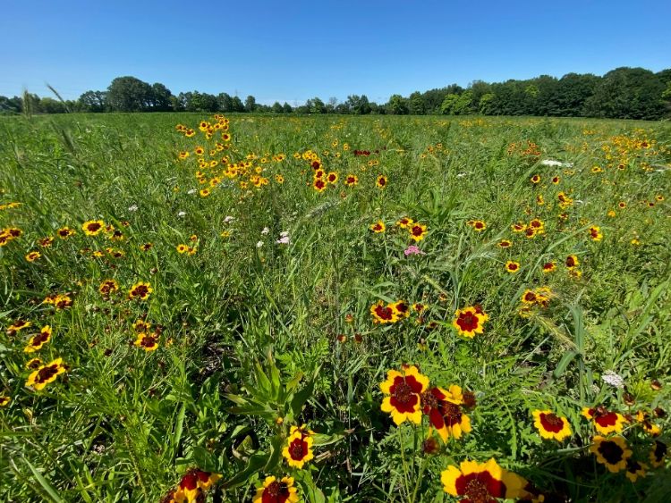 Photo of a field of flowers.