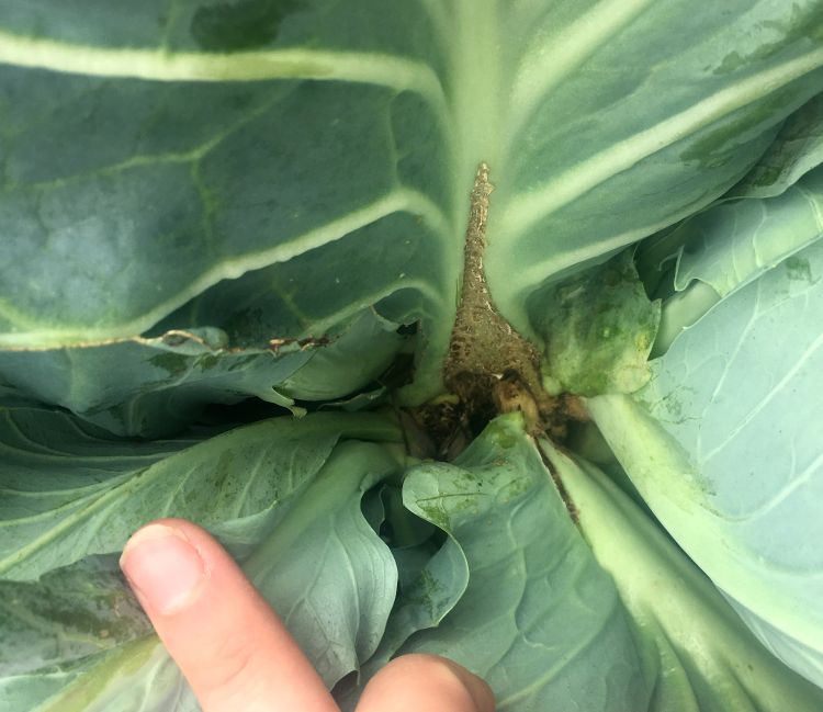 Brown scarring at the base of leaves is characteristic of swede midge feeding. All photos by Marissa Schuh, MSU Extension.