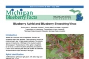 Michigan Blueberry Facts: Blueberry Aphid and Blueberry Shoestring Virus