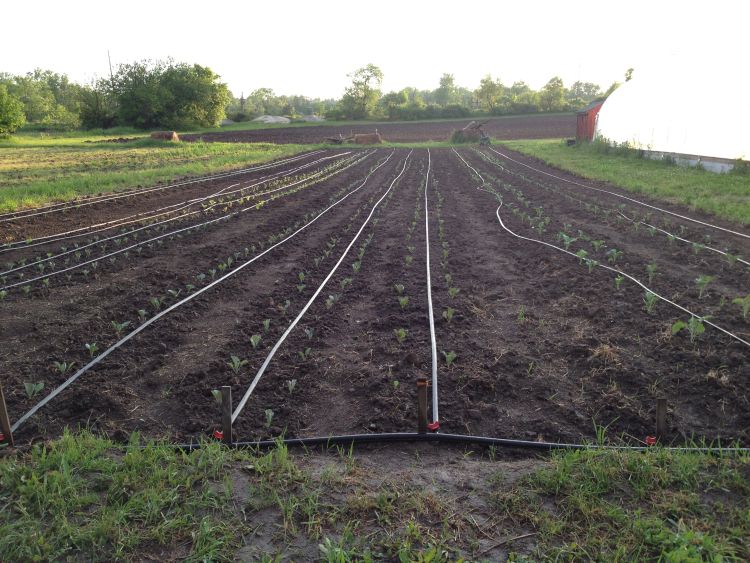 In the field, all of the cabbage family plants have finally been planted. l MSU Extension