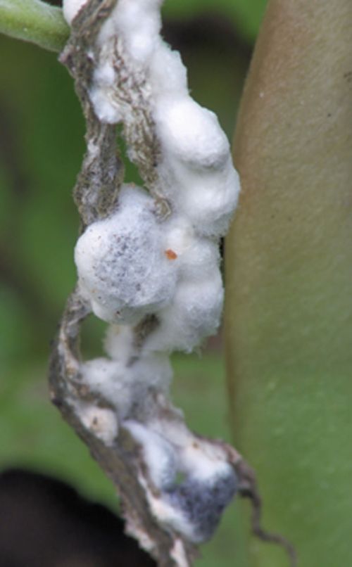 Sclerotinia sclerotiorum causing infection on a kidney bean plant.