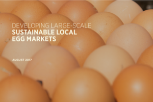 Developing Large-Scale Sustainable Local Egg Markets