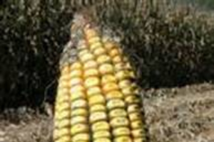 What are safe feeding levels for mycotoxin contaminated corn?