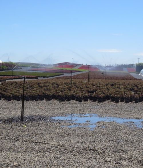 Photo 1. Nursery overhead irrigation system. All photos by Tom Fernandez, MSU