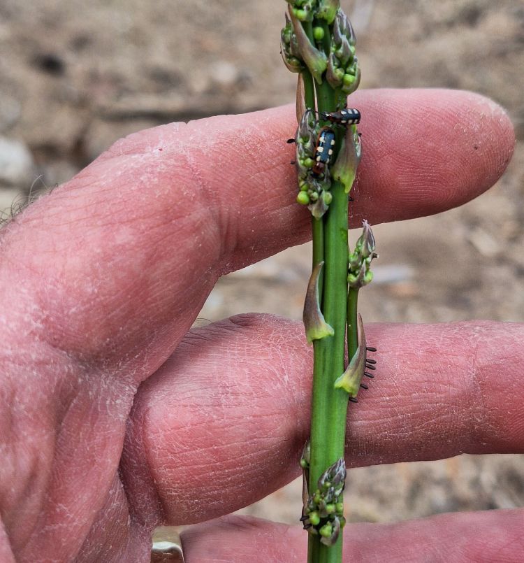 Asparagus beetle adults and eggs on asparagus.