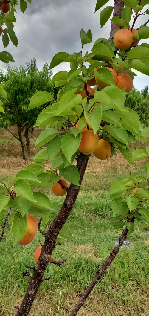 Apricots on a tree.