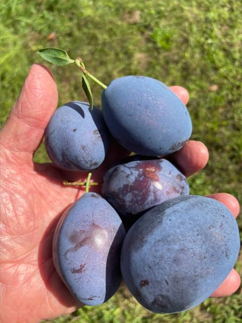 Hand holding five blue Stanley European plums.
