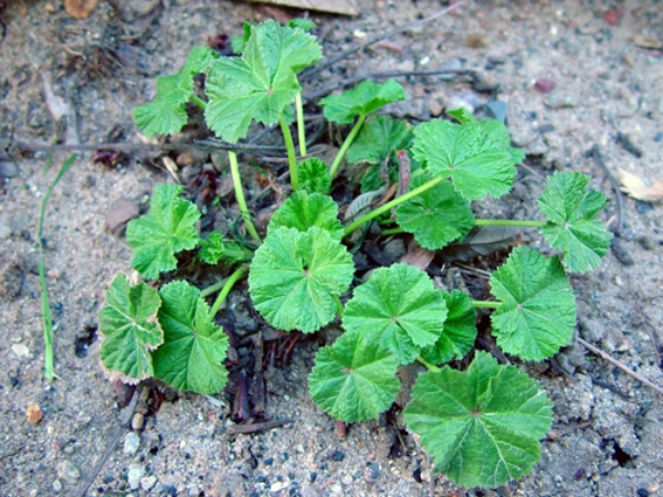 Malva plant hot sale