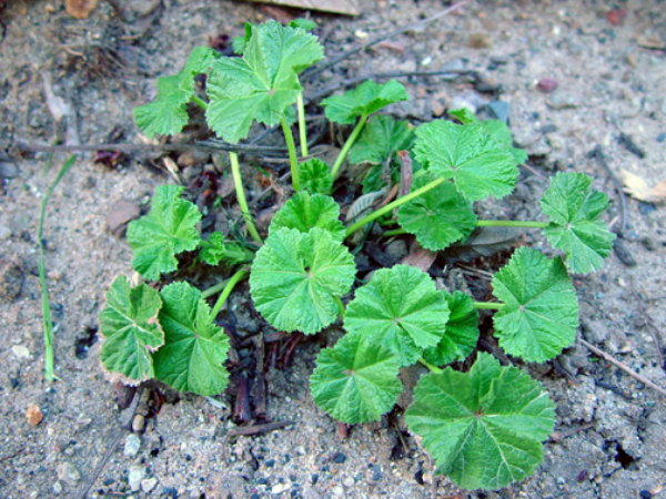 common mallow plant