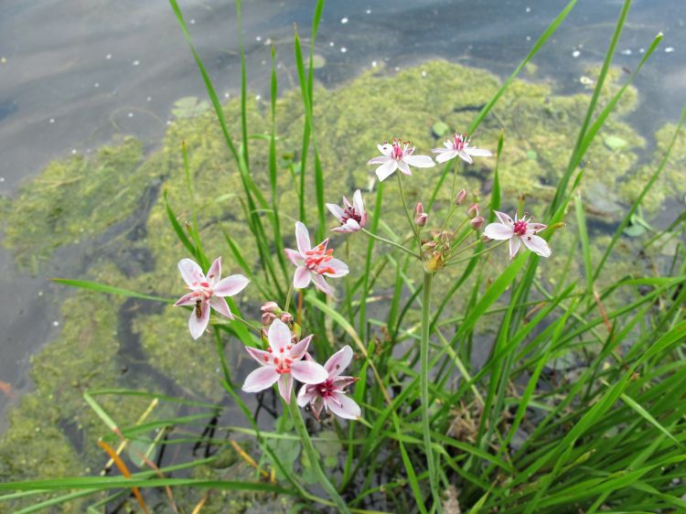 The beautiful flower of flowering rush (Butomus umbellatus) may look lovely, but is invasive in Michigan. Photo: Michigan Sea Grant