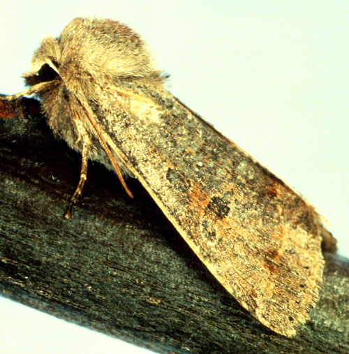 Adult is grayish-beige with two purplish-gray spots on its wings and a hairy thorax.