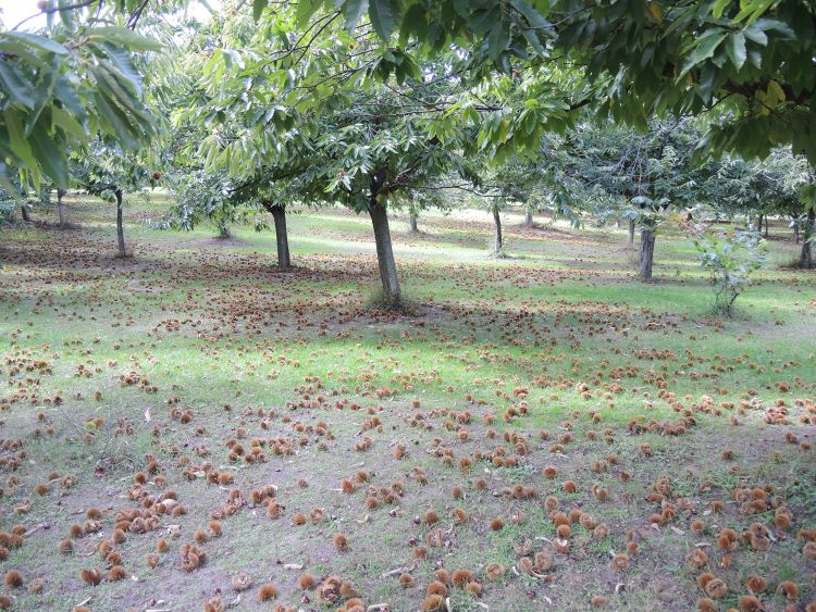 Chestnut orchard. Photo credit: Erin Lizotte, MSU Extension