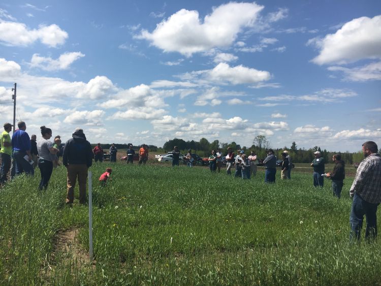 Cover Crop Field Walk at Brocks Family Diary Farm in Carney, Michigan, spring 2018. Photo by Monica Jean, MSU Extension.