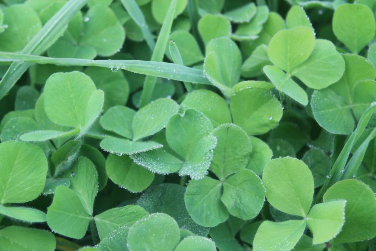 Close up image of clover