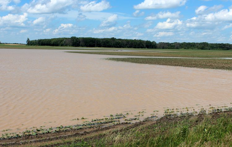 Large areas of standing water were common in many Gratiot County fields this week, including this field of black beans.