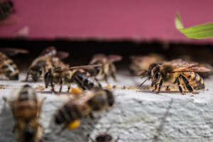 Pollination Forum will shine a spotlight on issues facing pollinators