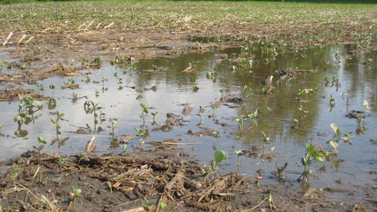 A flooded soybean field