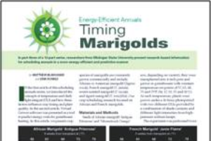 Energy-efficient annuals 3: Marigolds