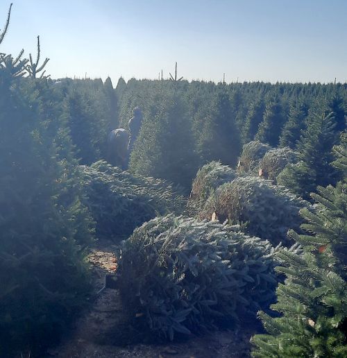 A full Christmas tree field with some trees being cut down.