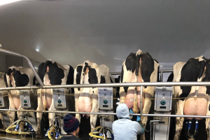 Michigan dairy labor supply pressures