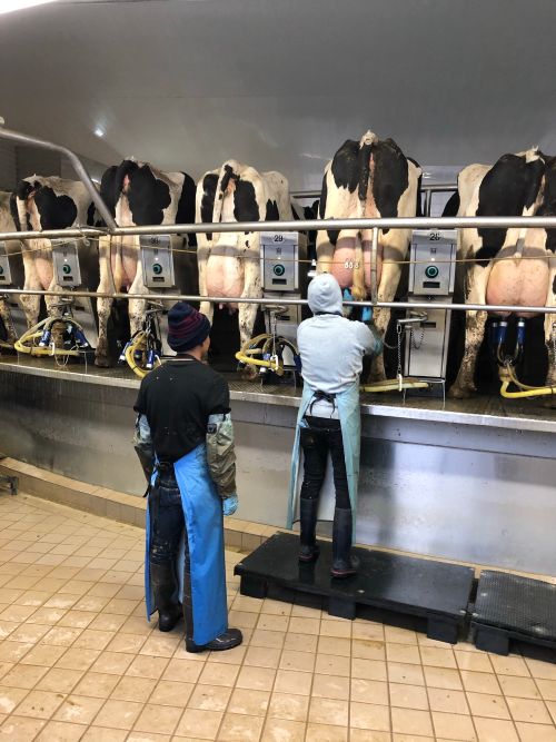 dairy workers in a milking parlor