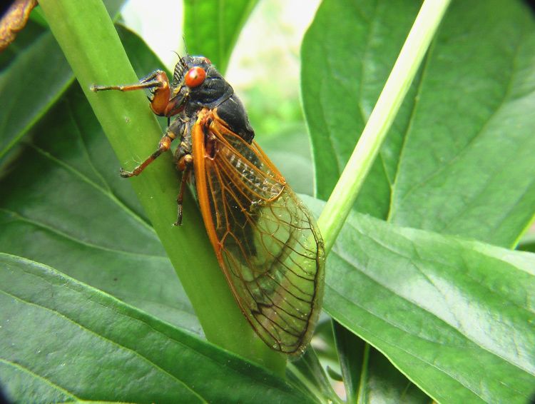 A cicada on a leaf.