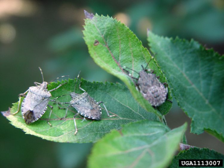 Brown marmorated stink bugs