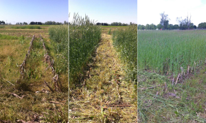 The Michigan Corn Stover Project — Part 2: Cover crop integration
