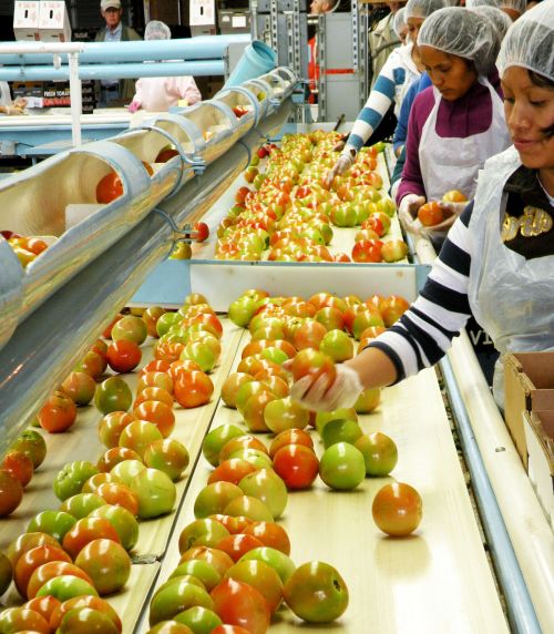 Workers handling produce