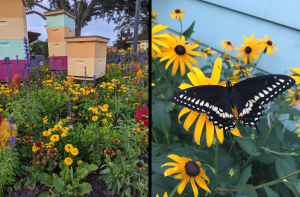 Extension Master Gardener Photos of the Month for October showcase the importance of pollinators